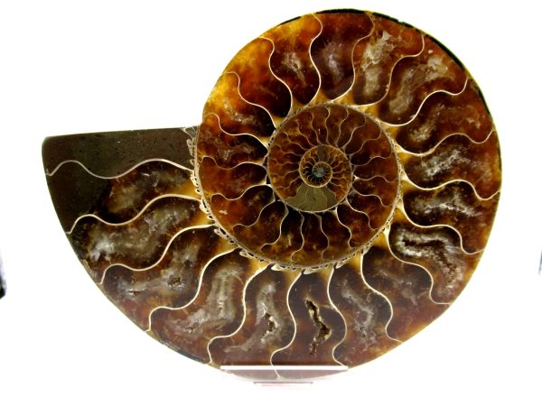 Madagascar Ammonite Pair  5.16" ~ #118 - Image 2