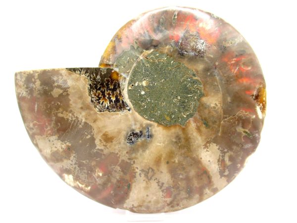 Madagascar Ammonite Pair  5.16" ~ #118 - Image 4