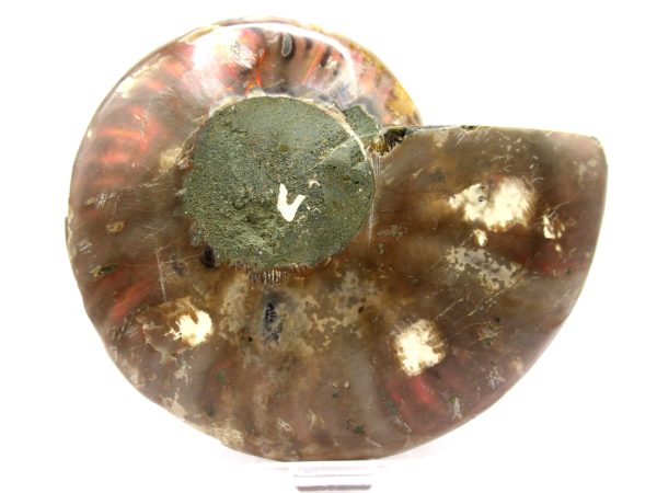 Madagascar Ammonite Pair  5.16" ~ #118 - Image 3