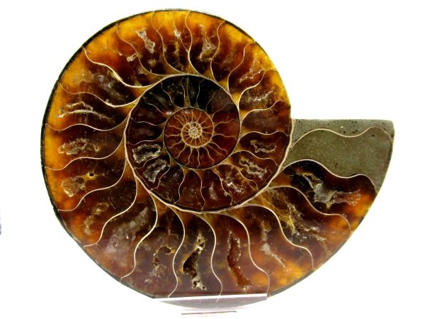 Madagascar Ammonite Pair  4.77" ~ #119