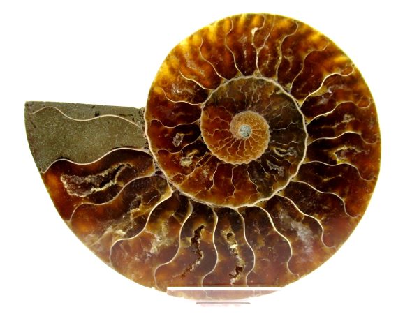 Madagascar Ammonite Pair  4.77" ~ #119 - Image 2