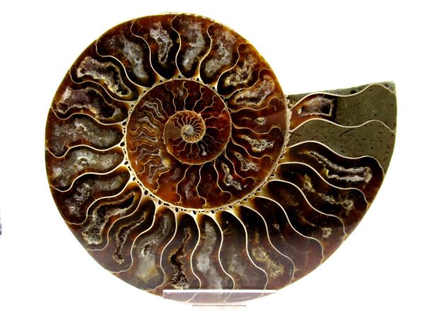 Madagascar Ammonite Pair  4.88" ~ #120