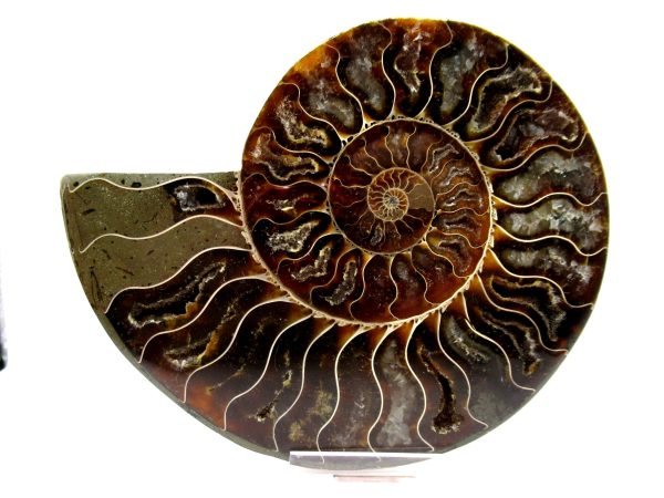 Madagascar Ammonite Pair  4.88" ~ #120 - Image 2