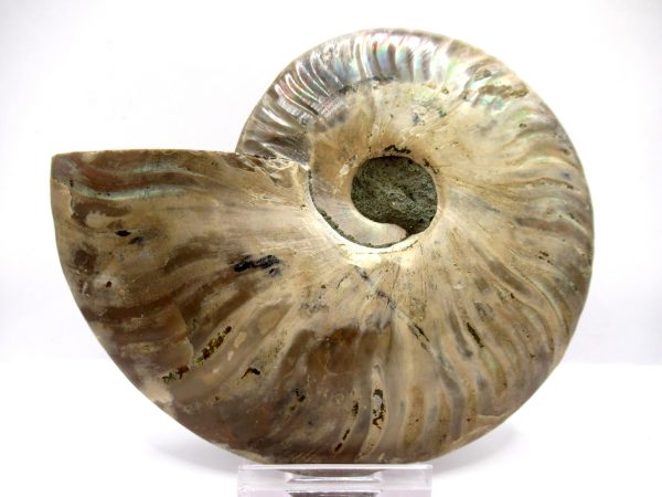 Madagascar Ammonite Pair  4.88" ~ #120 - Image 4