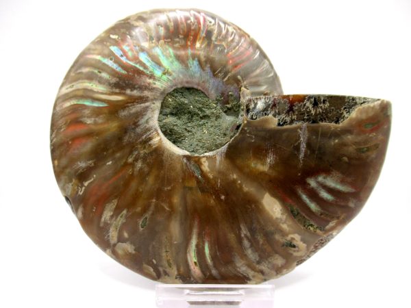 Madagascar Ammonite Pair  4.88" ~ #120 - Image 3