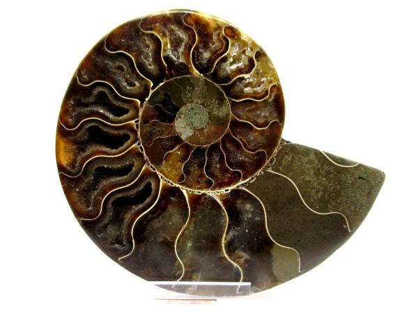 Madagascar Ammonite Pair  4.06" ~ #121