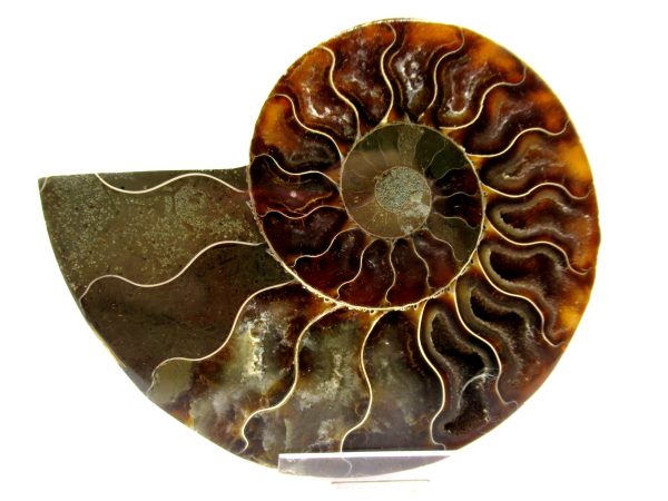 Madagascar Ammonite Pair  4.06" ~ #121 - Image 2