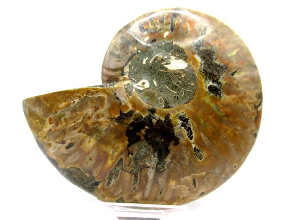 Madagascar Ammonite Pair  4.06" ~ #121 - Image 4