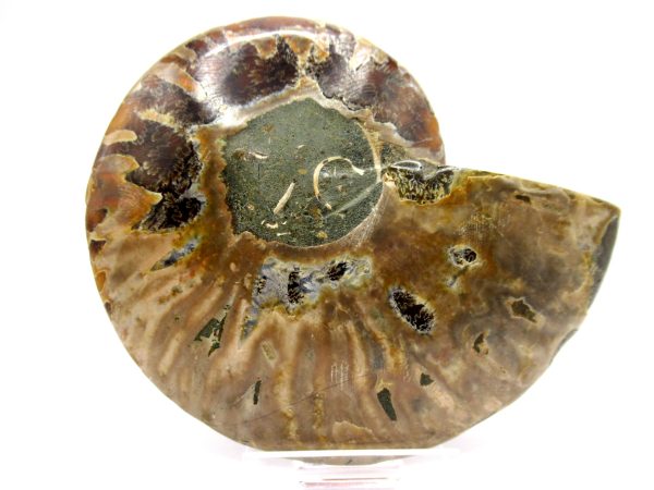 Madagascar Ammonite Pair  4.06" ~ #121 - Image 3