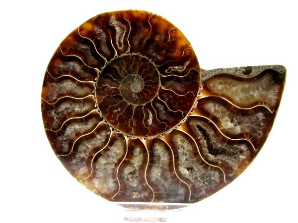 Madagascar Ammonite Pair  4.00" ~ #122