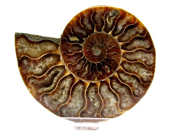 Madagascar Ammonite Pair  4.00" ~ #122 - Image 2