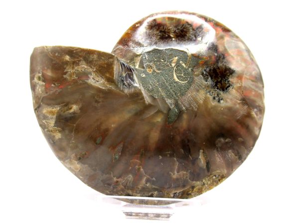 Madagascar Ammonite Pair  4.00" ~ #122 - Image 4