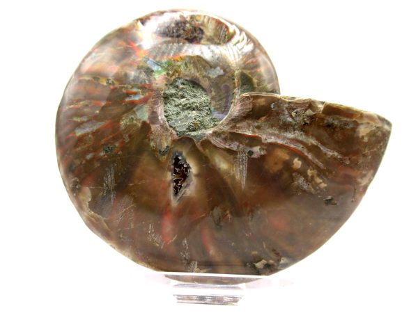 Madagascar Ammonite Pair  4.00" ~ #122 - Image 3