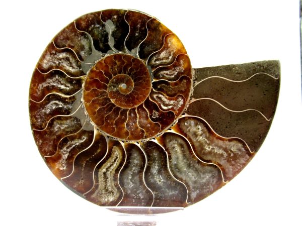 Madagascar Ammonite Pair  4.46" ~ #123