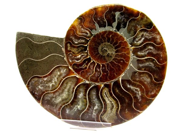 Madagascar Ammonite Pair  4.46" ~ #123 - Image 2