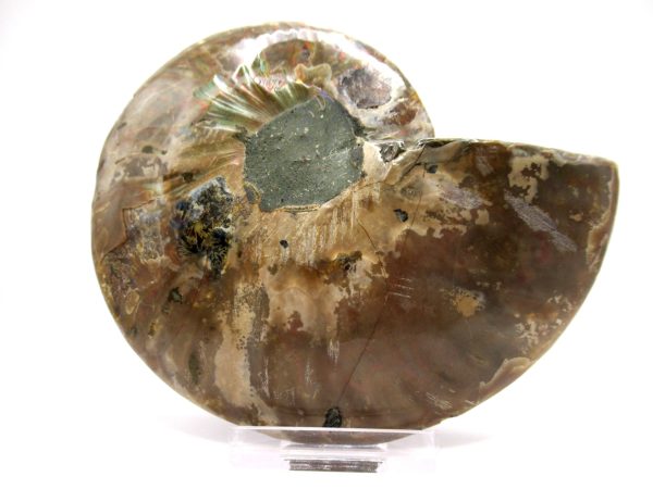 Madagascar Ammonite Pair  4.46" ~ #123 - Image 3