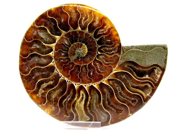 Madagascar Ammonite Pair  4.75" ~ #124