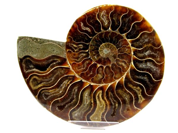 Madagascar Ammonite Pair  4.75" ~ #124 - Image 2