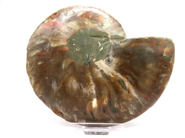 Madagascar Ammonite Pair  4.75" ~ #124 - Image 3