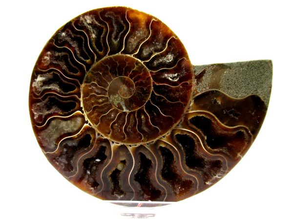 Madagascar Ammonite Pair  4.65" ~ #125