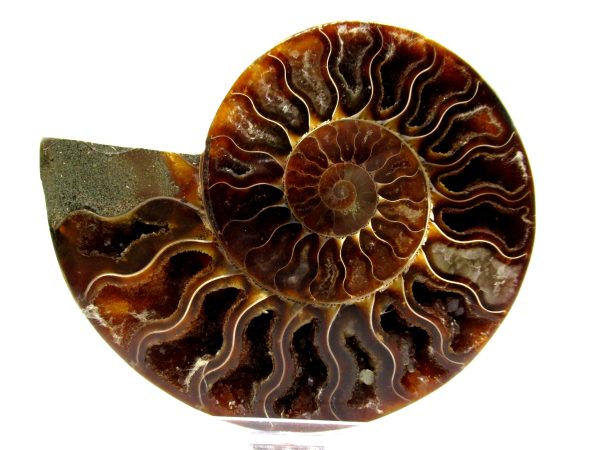 Madagascar Ammonite Pair  4.65" ~ #125 - Image 2