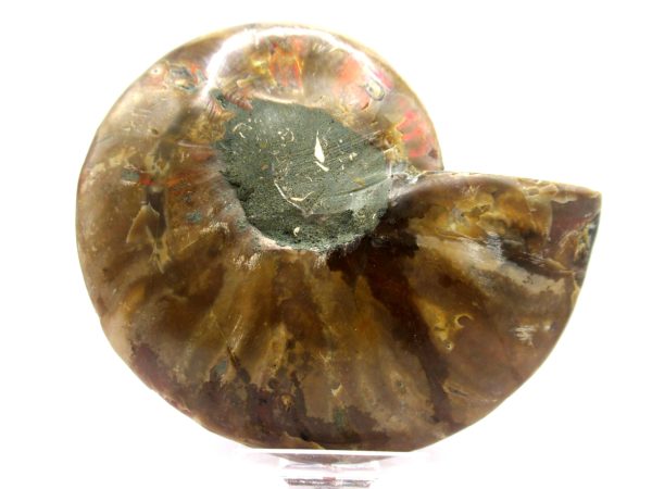 Madagascar Ammonite Pair  4.65" ~ #125 - Image 3