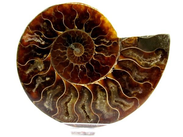 Madagascar Ammonite Pair  4.44" ~ #126