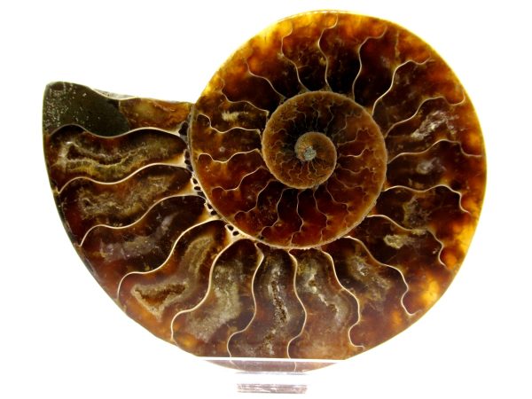 Madagascar Ammonite Pair  4.44" ~ #126 - Image 2