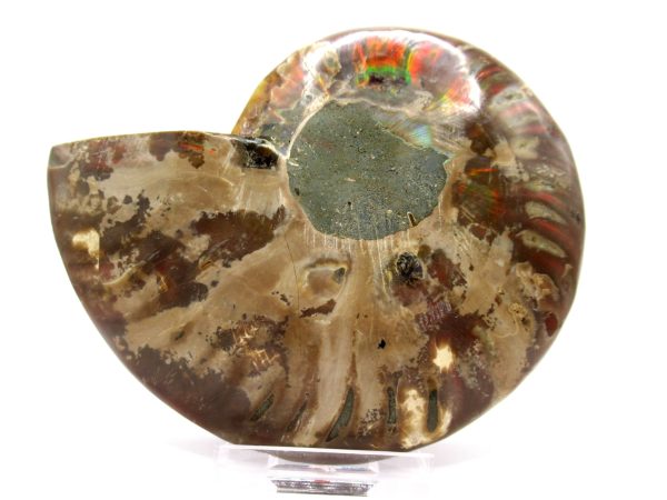 Madagascar Ammonite Pair  4.44" ~ #126 - Image 4