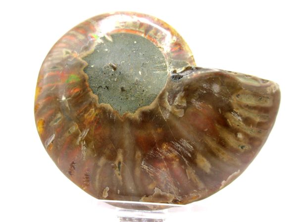 Madagascar Ammonite Pair  4.44" ~ #126 - Image 3