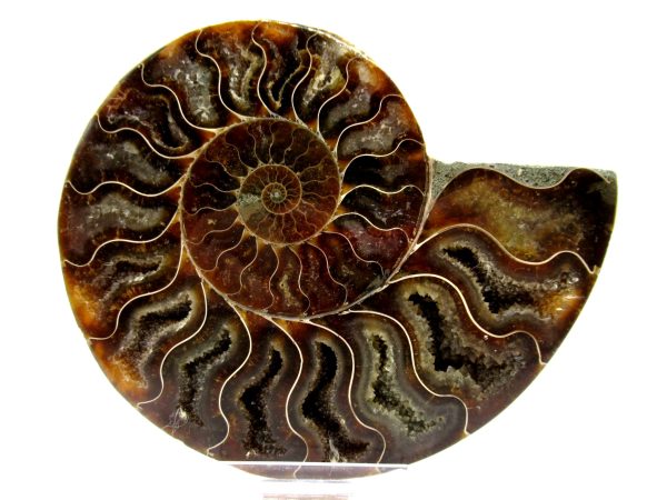 Madagascar Ammonite Pair  4.60" ~ #127