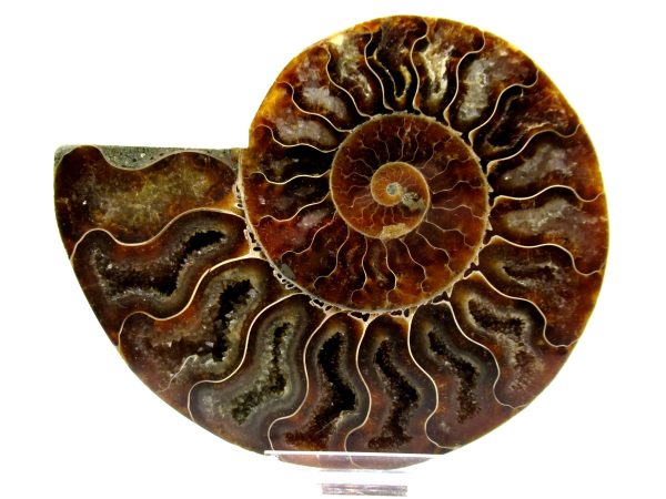 Madagascar Ammonite Pair  4.60" ~ #127 - Image 2