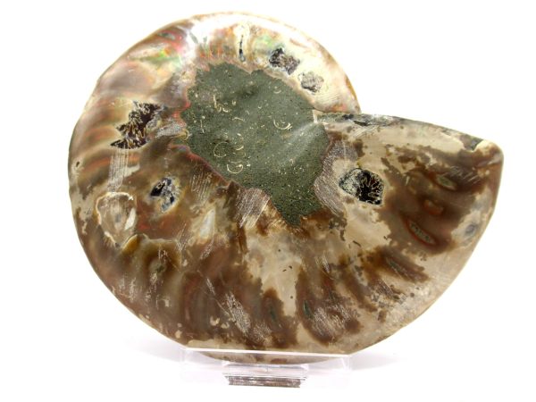 Madagascar Ammonite Pair  4.60" ~ #127 - Image 3