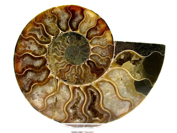 Madagascar Ammonite Pair  4.68" ~ #128