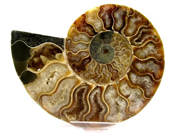 Madagascar Ammonite Pair  4.68" ~ #128 - Image 2