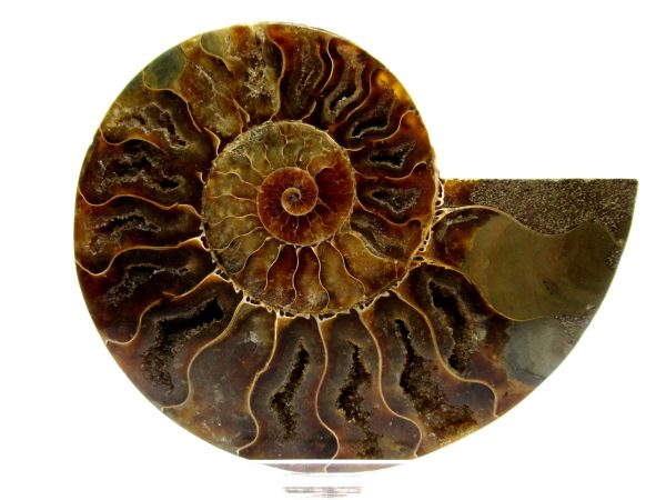 Madagascar Ammonite Pair  4.86" ~ #129