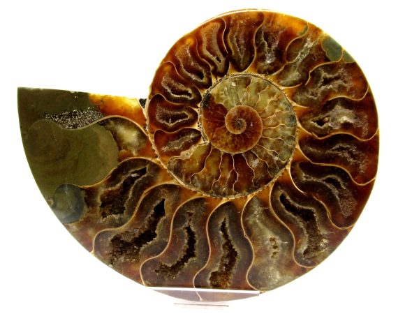 Madagascar Ammonite Pair  4.86" ~ #129 - Image 2