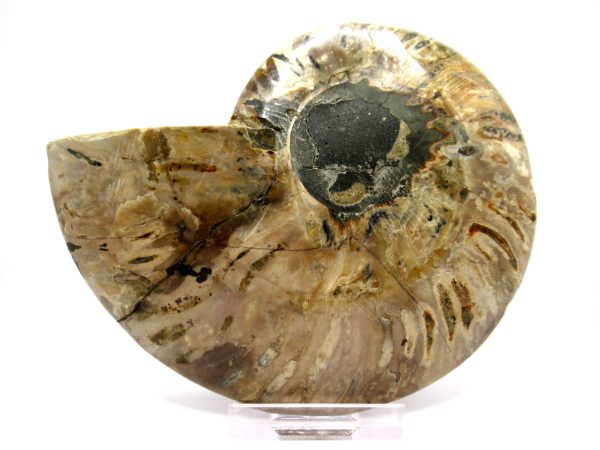 Madagascar Ammonite Pair  4.86" ~ #129 - Image 4