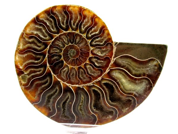 Madagascar Ammonite Pair  4.80" ~ #130