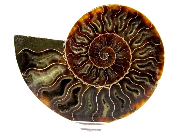 Madagascar Ammonite Pair  4.80" ~ #130 - Image 2