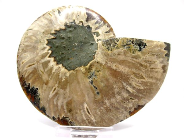 Madagascar Ammonite Pair  4.80" ~ #130 - Image 4