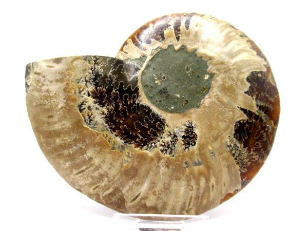 Madagascar Ammonite Pair  4.80" ~ #130 - Image 3