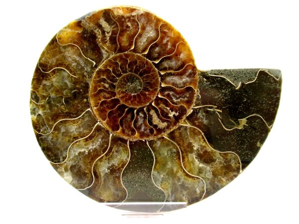 Madagascar Ammonite Pair  4.62" ~ #131