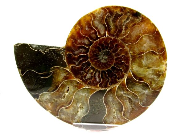 Madagascar Ammonite Pair  4.62" ~ #131 - Image 2