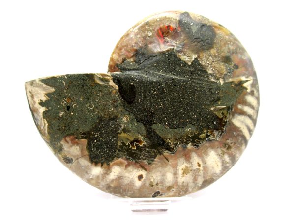 Madagascar Ammonite Pair  4.62" ~ #131 - Image 4