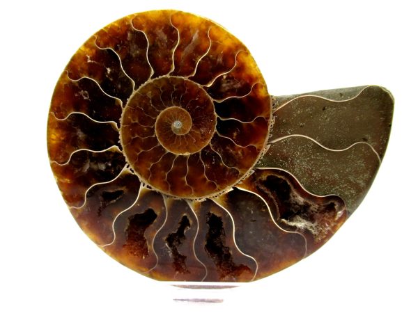 Madagascar Ammonite Pair  4.38" ~ #132