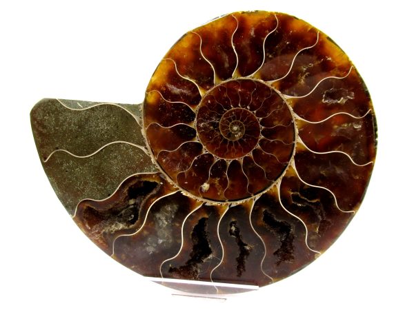 Madagascar Ammonite Pair  4.38" ~ #132 - Image 2