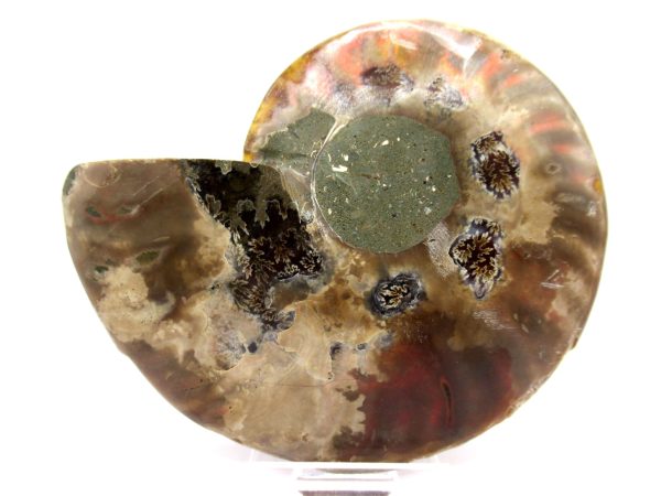 Madagascar Ammonite Pair  4.38" ~ #132 - Image 4