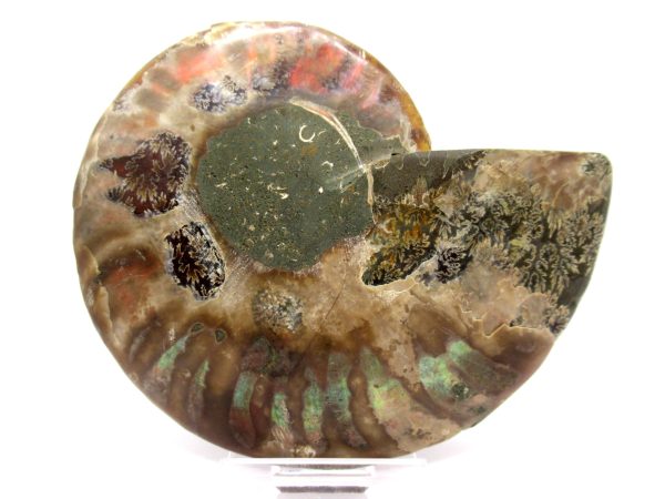 Madagascar Ammonite Pair  4.38" ~ #132 - Image 3