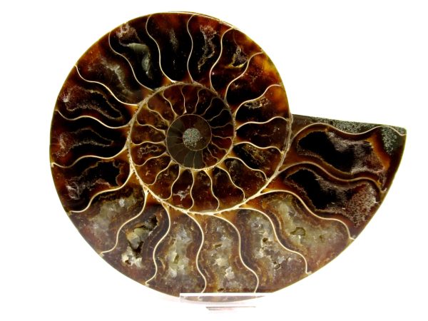 Madagascar Ammonite Pair  4.92" ~ #133